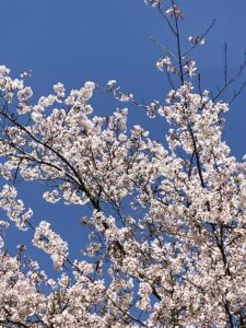 桜の写真