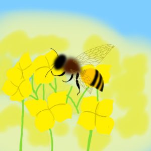 ミツバチと菜の花
